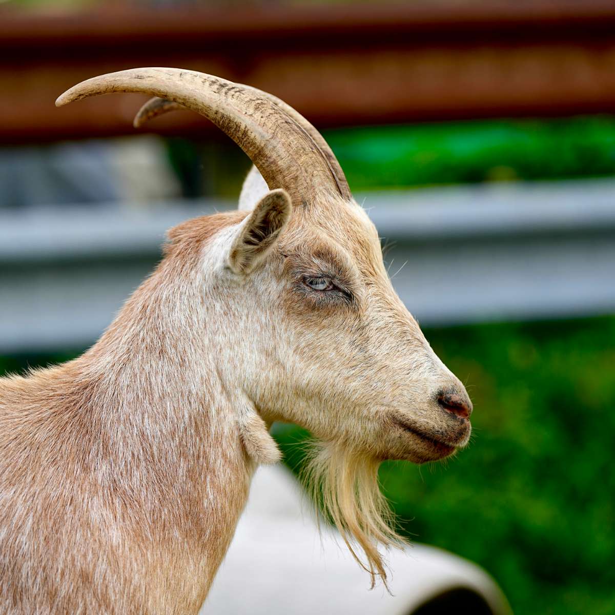 photograph of a goat