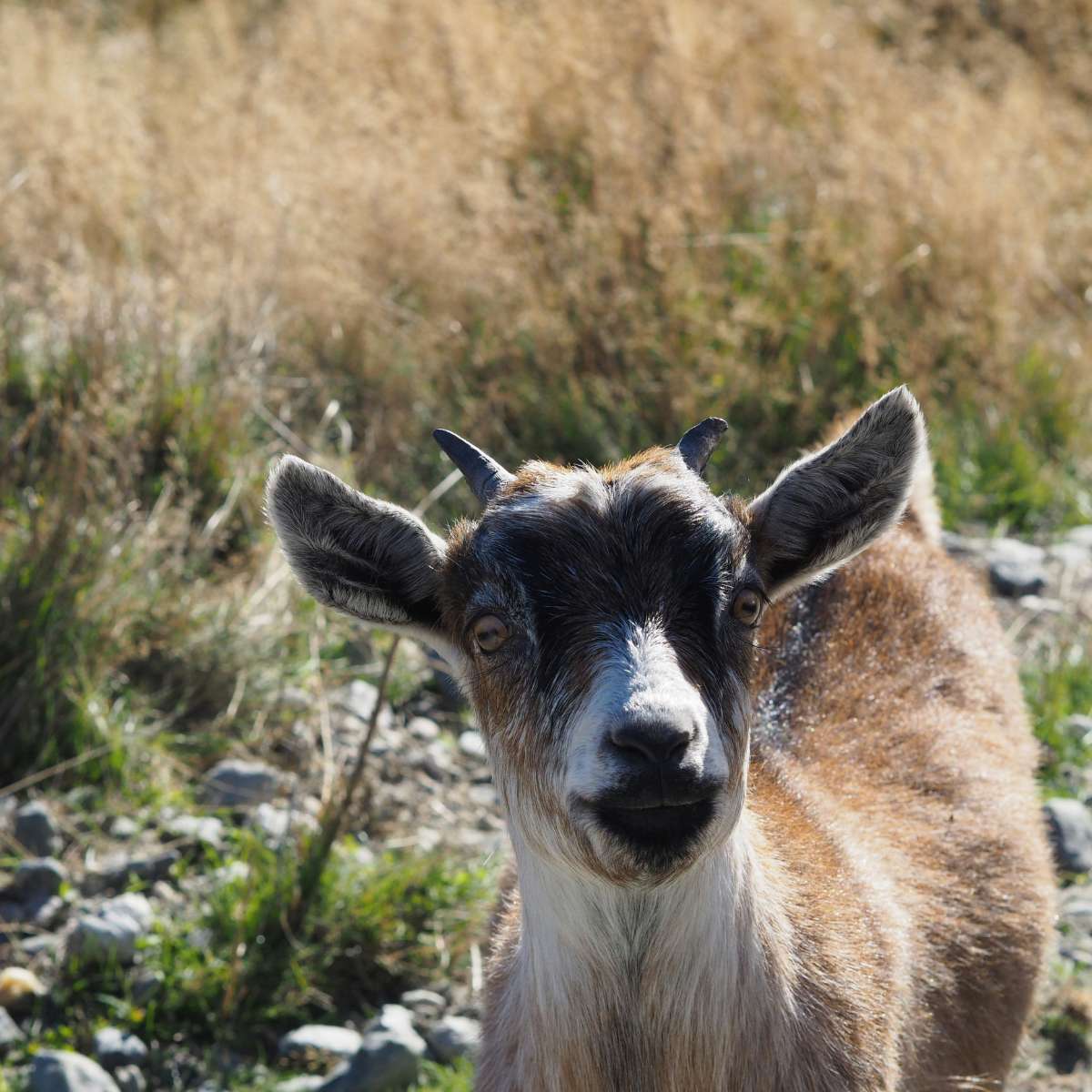 photograph of a goat