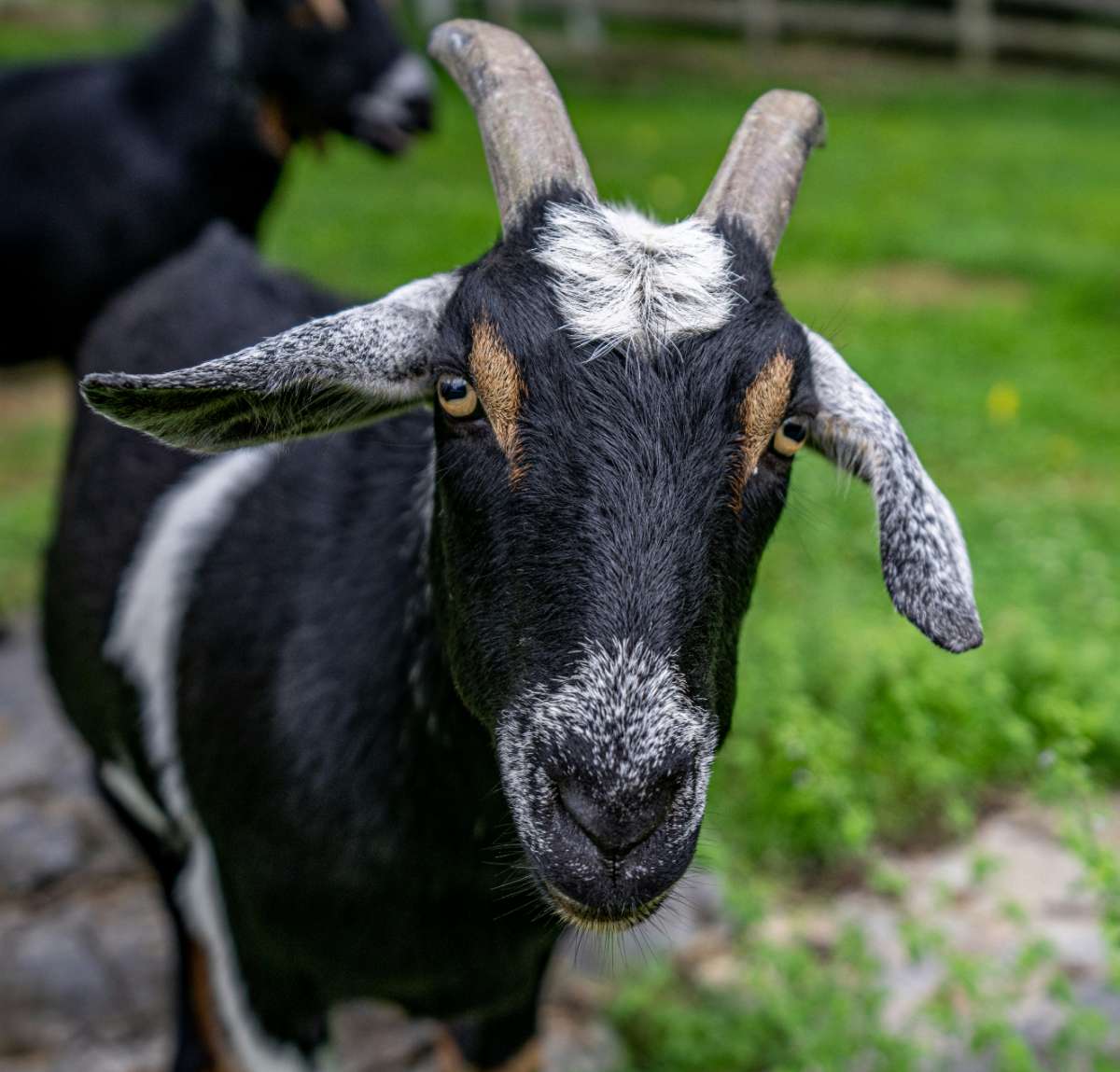 photograph of a goat