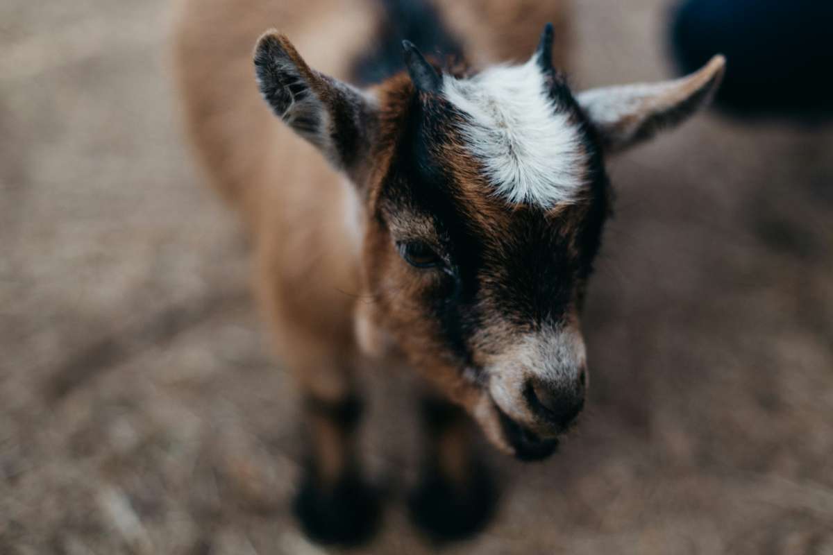 photograph of a baby goat