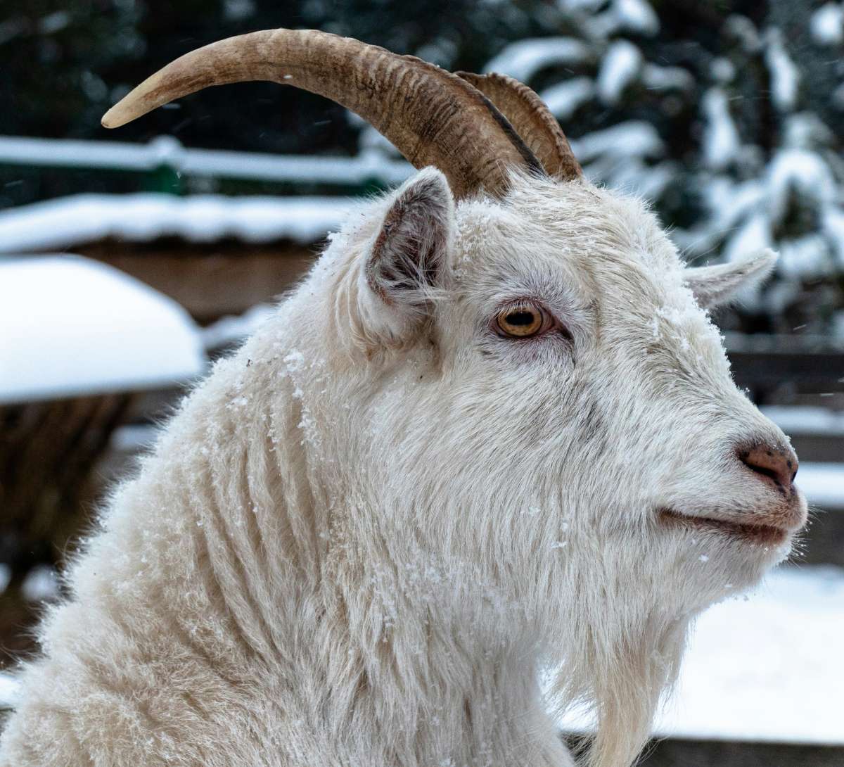 photograph of a goat
